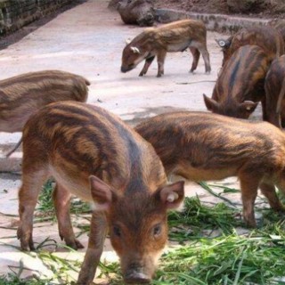 野猪养殖常见误区,第4图