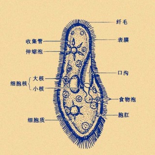 草履虫的结构功能及图片,第2图