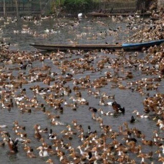 春夏鸭流行病防治技术,第5图