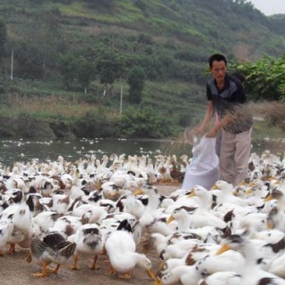 肉鸭维生素A缺乏症防治,第1图