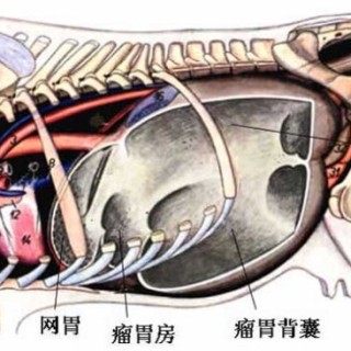 牛反刍的过程,第2图