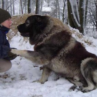 坎高犬和藏獒谁历害？,第3图