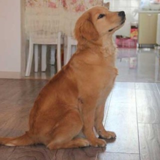 金毛犬和拉布拉多哪个好？,第3图