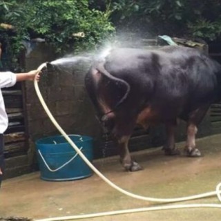 夏季牛采食量减少该怎么解决,第2图