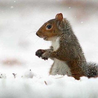 雪地松鼠养殖方法,第5图