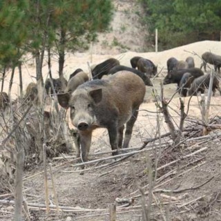 野猪养殖场圈舍建造方法,第1图