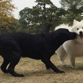 萨摩耶犬的性格怎么样？,第6图