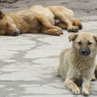 狂犬病潜伏期是多久？,第2图