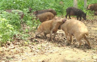 野猪养殖场消毒的几大误区,第3图