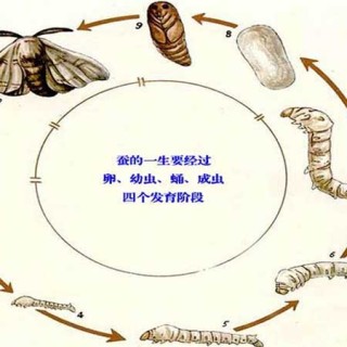 蚕的生长过程,第1图