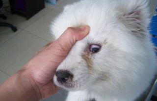 犬瘟热初期症状有哪些？,第1图