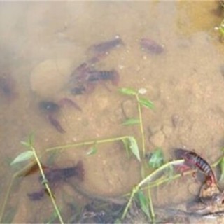 阴雨天小龙虾池塘管理要点,第3图