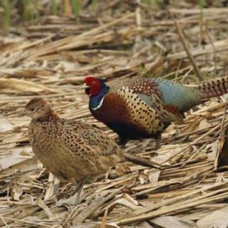 如何使野鸡开食？,第2图