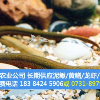 黄鳝养殖成本和利润,第3图