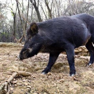 特种野猪养殖的六大误区,第4图