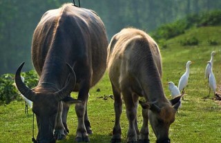 肉牛养殖成本和利润,第1图