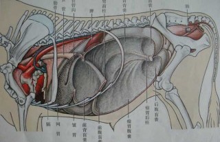 牛什么时候反刍？,第4图