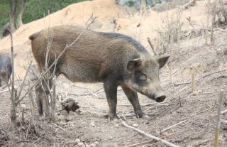 特种野猪青绿饲料的选择技术,第3图