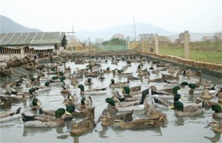 绿头鸭养殖市场前景,第3图