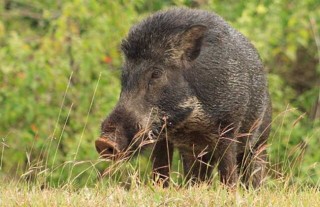 什么是特种野猪？,第2图