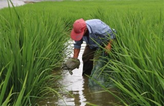 稻田怎么养甲鱼,第1图