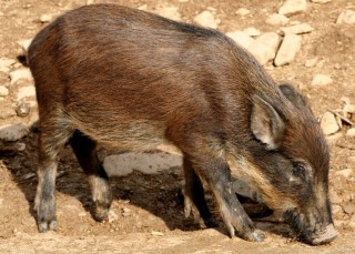 特种野猪青绿饲料的选择技术,第1图