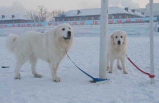 大白熊犬怎么养好？,第4图