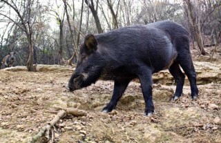 野猪养殖的可行性怎么样？,第6图