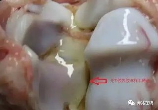 小猪腿肿用什么药？头孢配合它效果翻倍,第1图