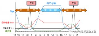 激素管理 (III)-使用外源孕酮控制母猪发情时间,第2图