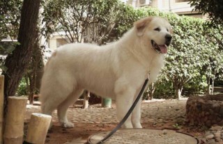 大白熊犬怎么养好？,第2图