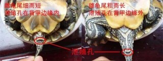 巴西龟怎么分公母？,第2图