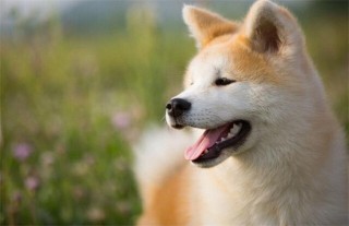 秋田犬和柴犬哪个比较好,第1图