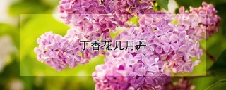 丁香花几月开,第1图