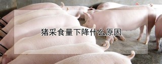 猪采食量下降什么原因,第1图