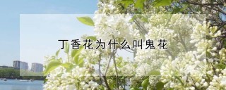 丁香花为什么叫鬼花,第1图