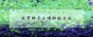 水草种子正确种植方法,第1图