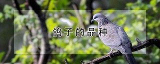 鸽子的品种,第1图