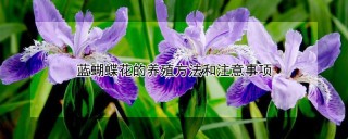 蓝蝴蝶花的养殖方法和注意事项,第1图