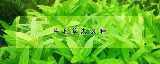 牛毛草怎么种,第1图