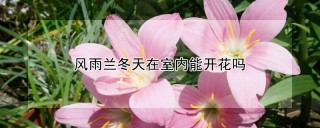 风雨兰冬天在室内能开花吗,第1图