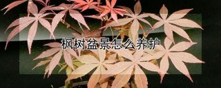 枫树盆景怎么养护,第1图