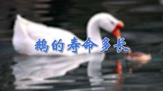 鹅的寿命多长,第1图