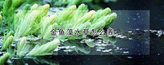 金鱼藻水草怎么养,第1图