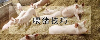 喂猪技巧,第1图