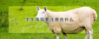 羊生产完要注意些什么,第1图