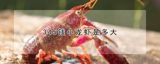 345钱小龙虾是多大,第1图