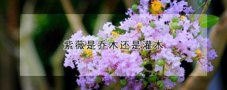 紫薇是乔木还是灌木,第1图