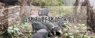 山猪和野猪的区别,第1图