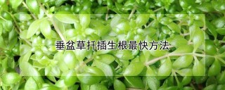 垂盆草扦插生根最快方法,第1图